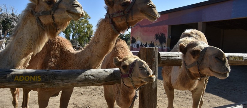 Camel Park