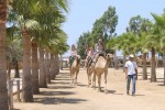 Camel Park