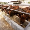 Golden Donkeys Farm