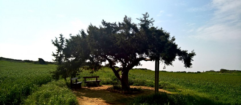 Juniper Tree