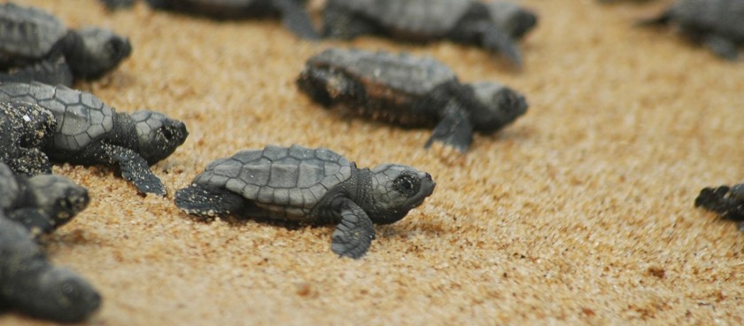 Lara Bay Turtle Conservation Station