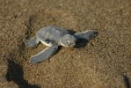 Lara Bay Turtle Conservation Station
