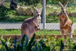 Pafos Zoo