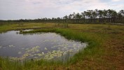Riisa Swamp Study Trail