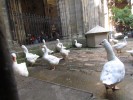 The Barcelona Cathedral