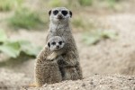 Tiergarten Schonbrunn - Wien Zoo