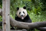 Tiergarten Schonbrunn - Wien Zoo