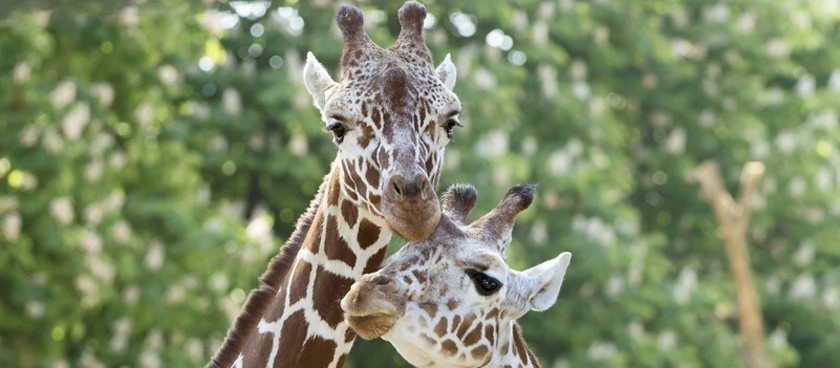 Tiergarten Schonbrunn - Wien Zoo