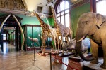 Vienna Natural History Museum