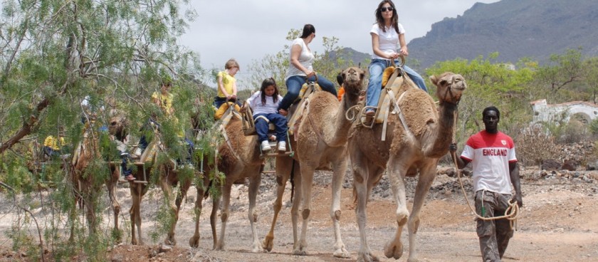 Camel Park