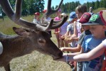 Deer garden “Mežsētas”