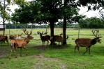 Deer garden “Mežsētas”