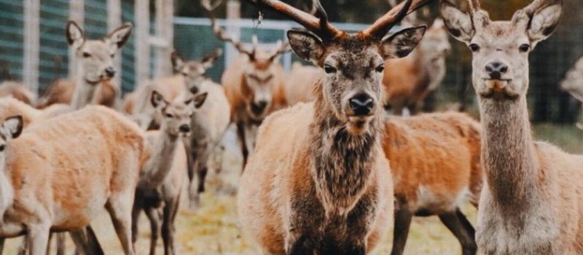 Deer garden “Mežsētas”