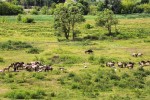 Lielupe Floodplain Meadows