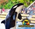 Loro Parque