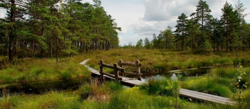 Stiklu Bog Nature Trail