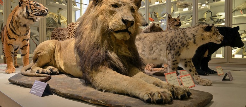 Natural History Museum of La Rochelle