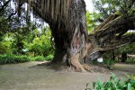 Baobab? Sequoia? In general, not the smallest tree!